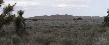 Ripley Desert Woodland SP