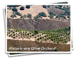 Photo of a historic Olive Orchard