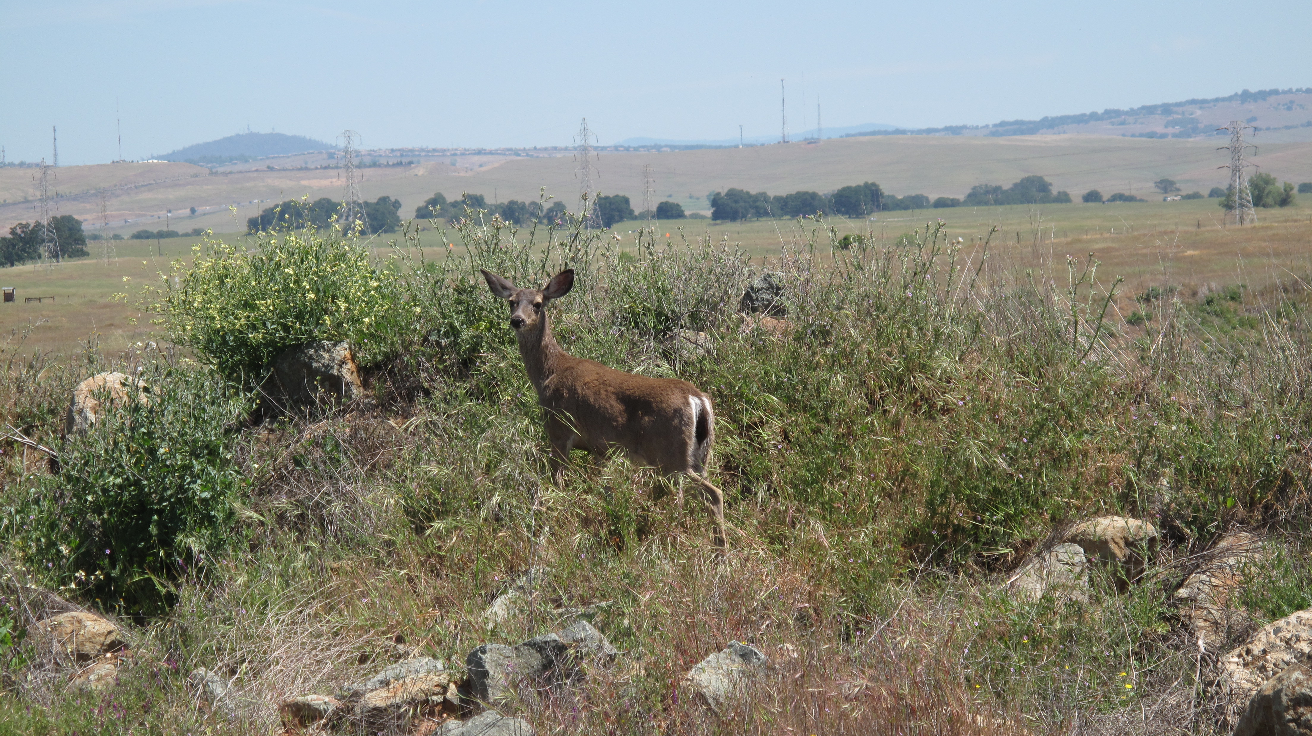Deer in the brush.