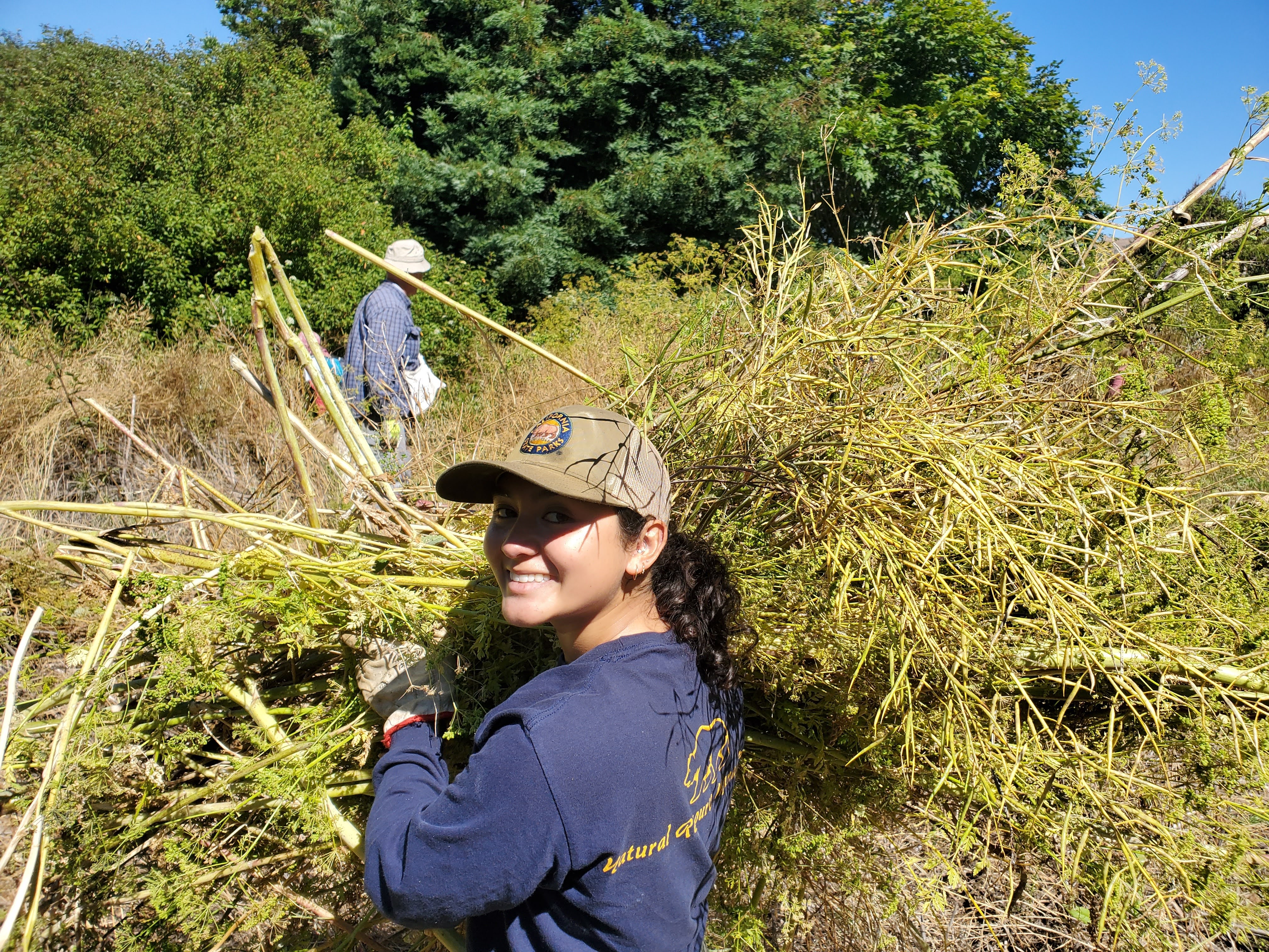 Volunteers and State Parks staff work together to remove invasive plants at Andrew Molera State Park