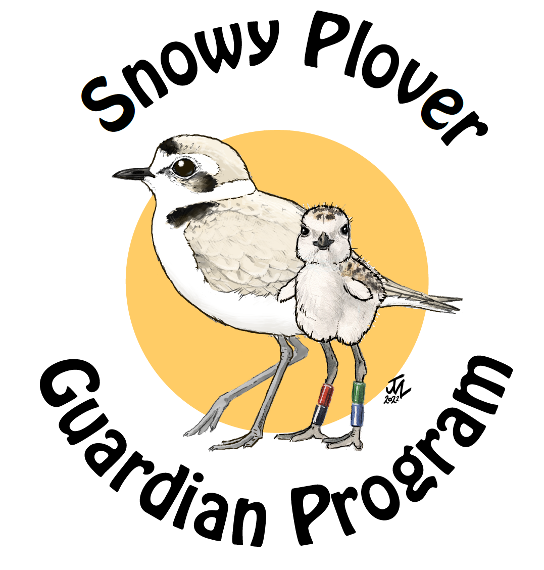 The Snowy Plover Guargian Program Logo. An adult plover and a plover chick pose in front of a yellow circle.