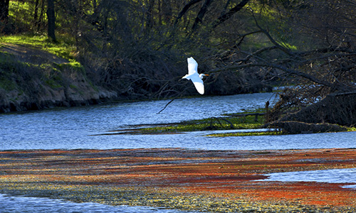 Bidwell-Sacramento River SP