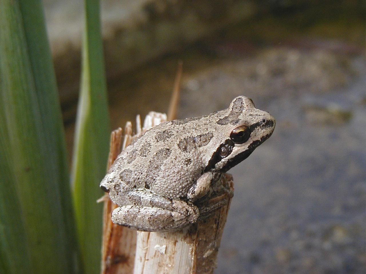 Frog Picture/Link to photograph page