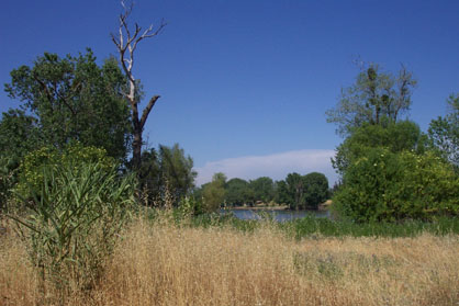 View of the Sacramento River from the CIHC site