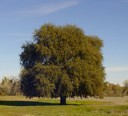 Signature oak tree on the CIHC site