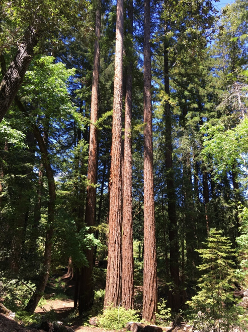Jack London SHP Coast Redwood Trees
