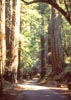 Redwood trees lining dirt path