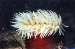 The Pomona wreck has a wealth of marine life, including this beautiful anemone. Photo credit: Chuck Honek.