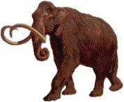 Mammoth graphic