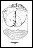 Illustration of lithic core