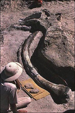 Image of mammoth tusk