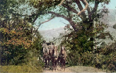 Postcard of Calistoga and Geyser Stage on Foss Road in 1905