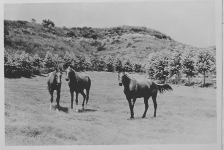 Horses in Mitt Canyon (WRSHP)