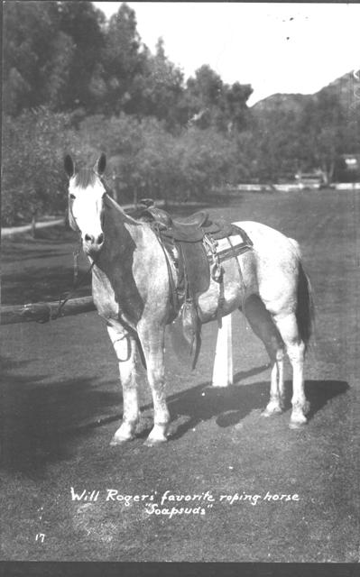 Soapsuds, Will Rogers' Favorite Roping Horse