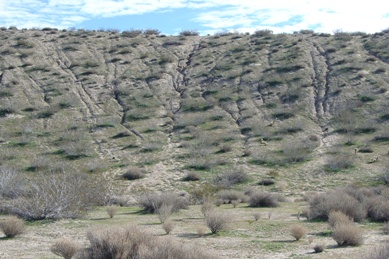 Figure 2. Tuttle Ridge is a prime example of soil and plant loss from OHV use.