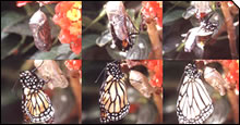 Transformation from a chrysalis to a butterfly