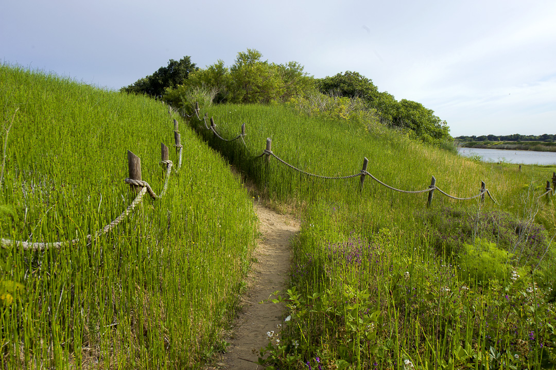 A trail at Brannan Island SRA