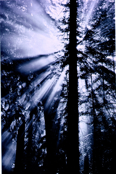 Light through redwoods
