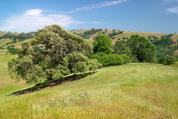 Hills of Henry Coe State Park