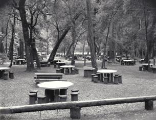 Hisrtoric photo of the 1935 CCC built picnic tables at Big Basin