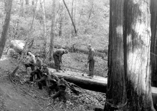 CCC crew cutting redwood tree at Mount Tamalpais