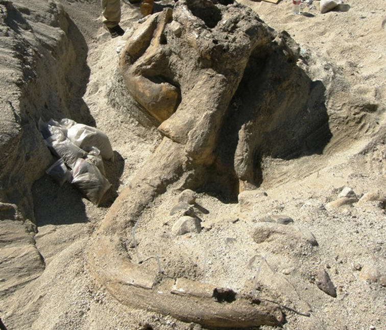 Anza-Borrego Desert Mammoth Skull image