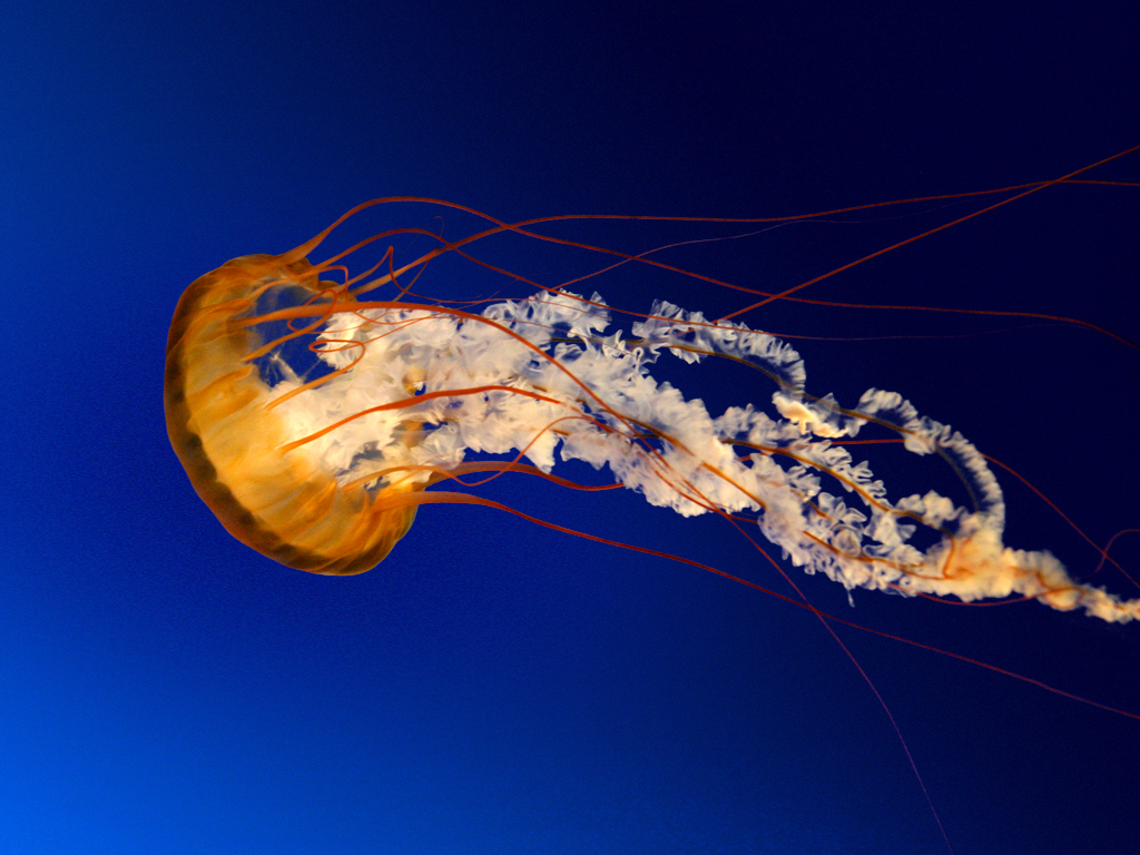Jelly Fish Image