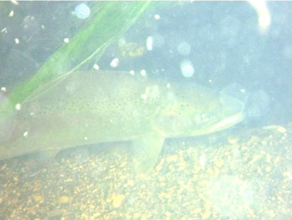 Image of trout swimming