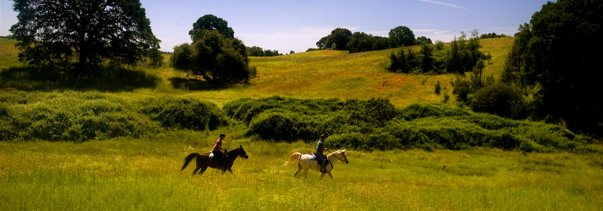 Horses galloping the fields