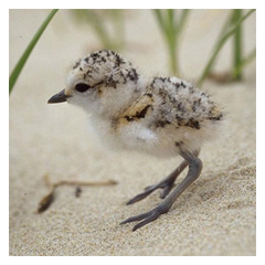 Snowy plover chick on sand