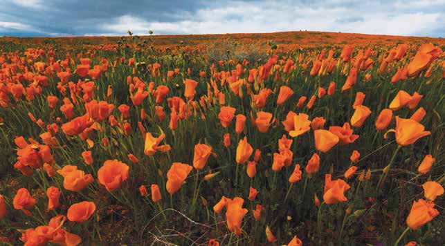 California poppies at Antelope Valley California Poppy Reserve