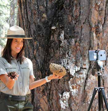Interpretive ranger holding various cones in front of a digital camera on tripod