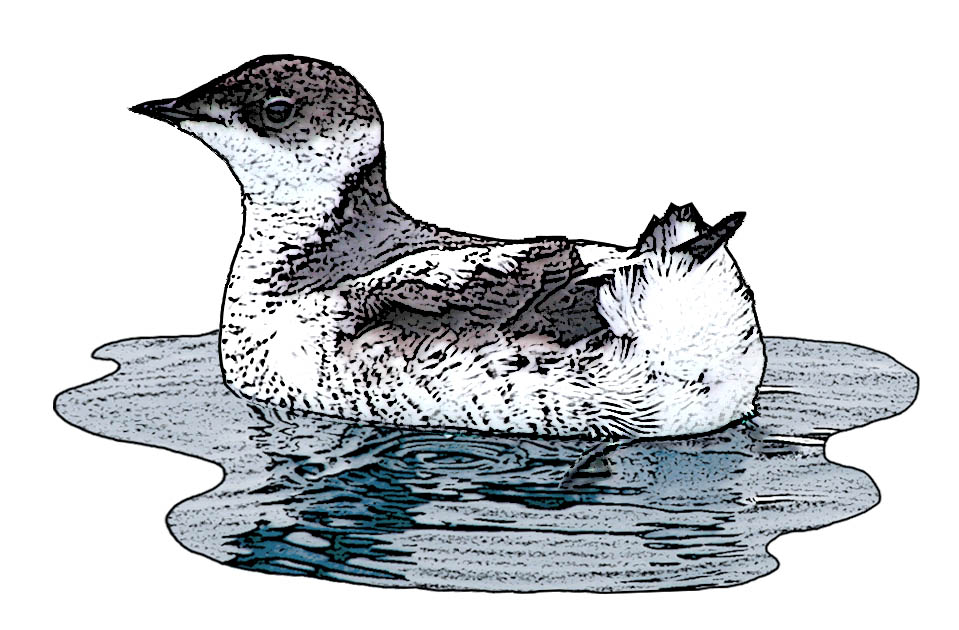 Marbled Murrelet drawing