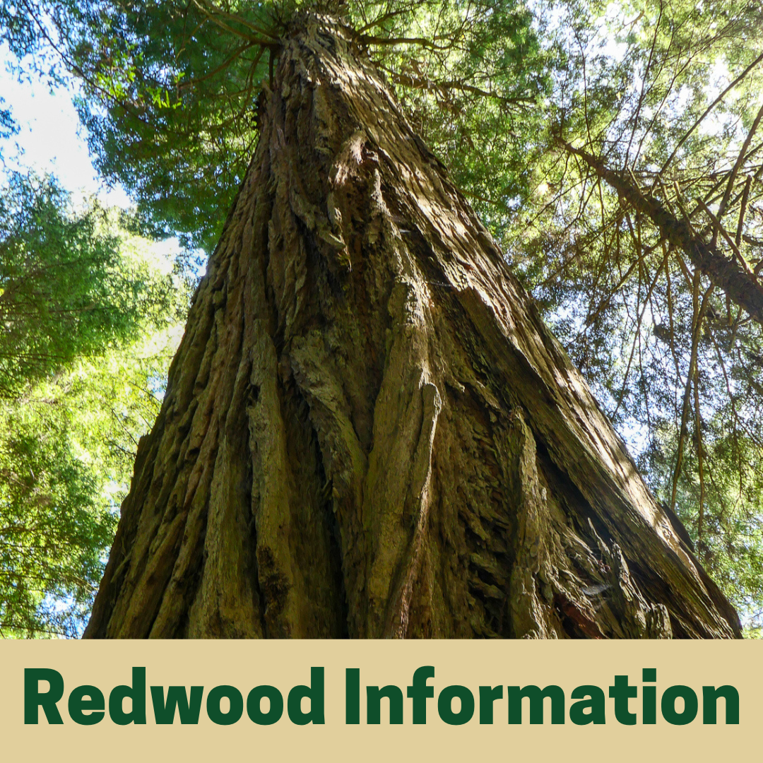 Redwood Information