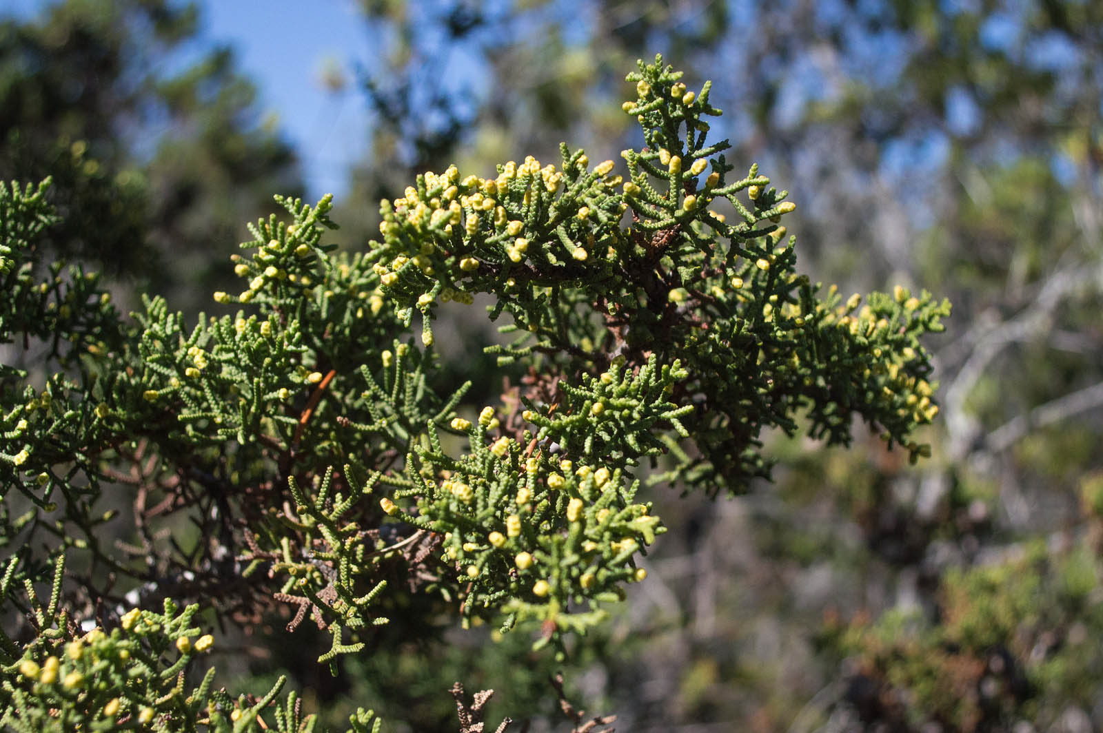 Mendocino or pygmy cypress