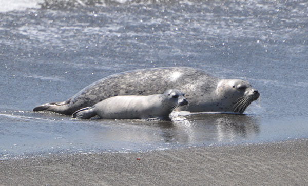 Seal Mother & Pup on the beach image