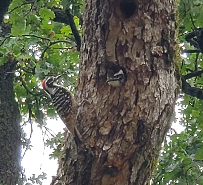 Woodpeckers in a tree