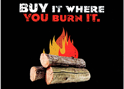 Don’t Move Firewood Icon