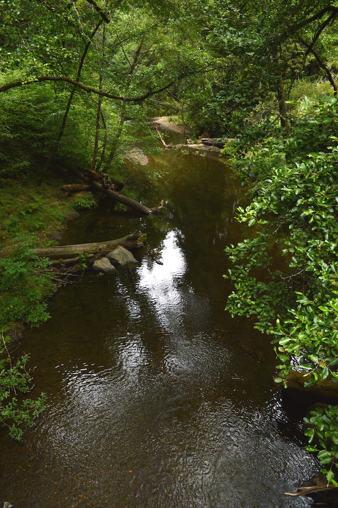 creek and trees