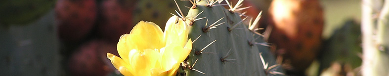 Petaluma Adobe SHP Cactus