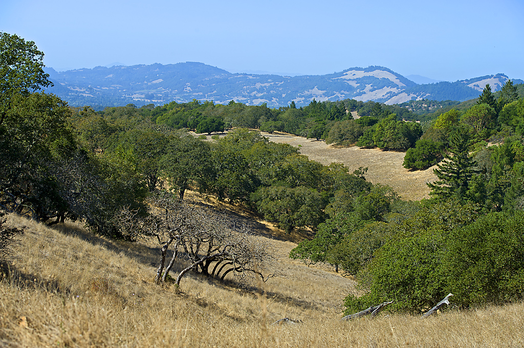 Image from Trione-Annadel State Park