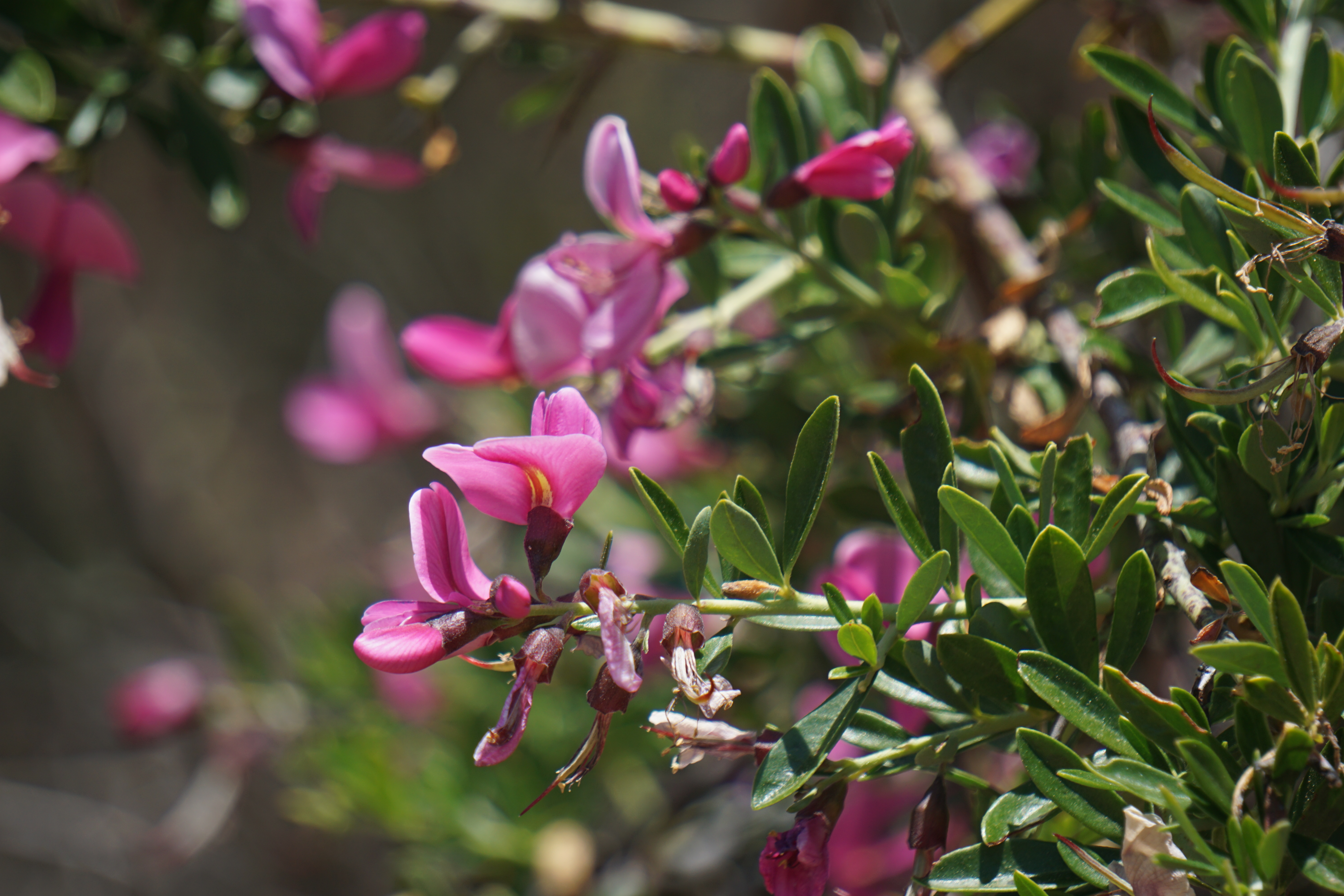 pink flowers of chapparal pea