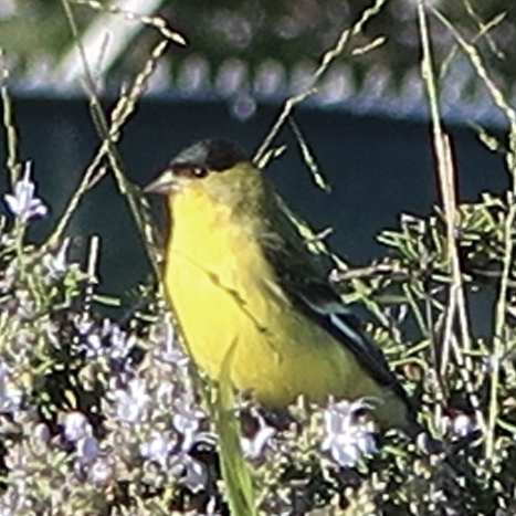 American Goldfinch