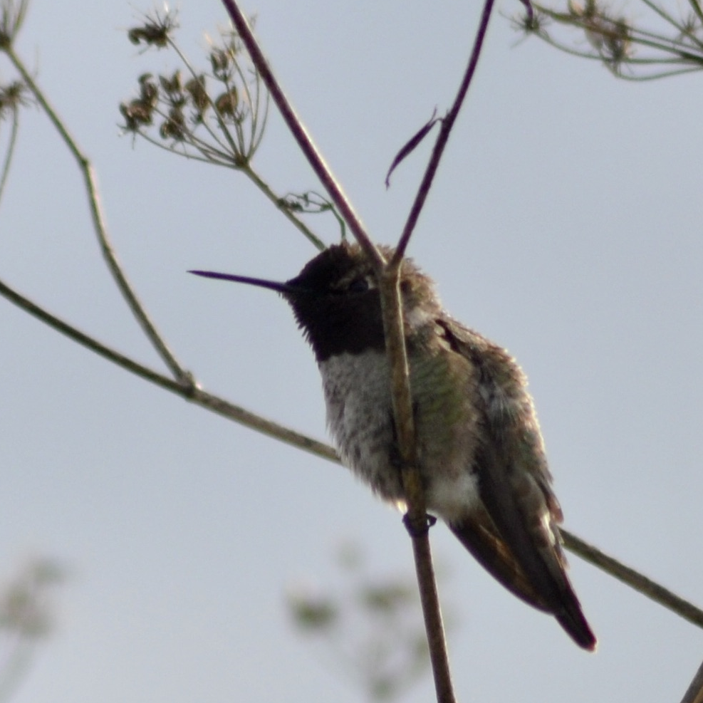 Anna's Hummingbird