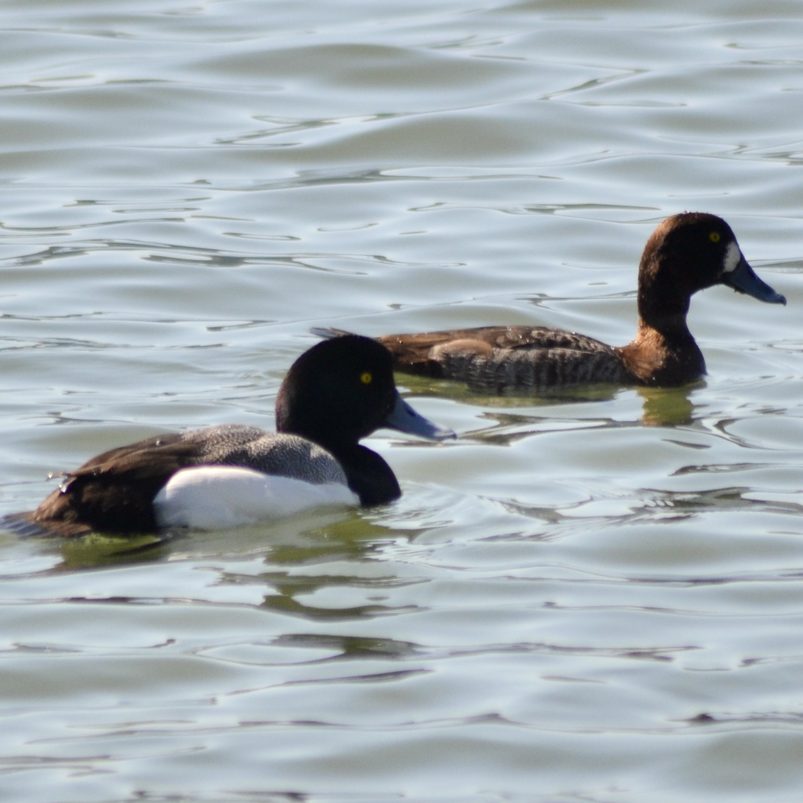 Greater Scaup