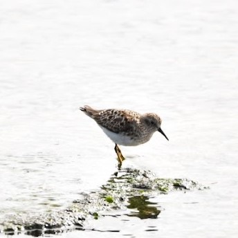 Least Sandpiper
