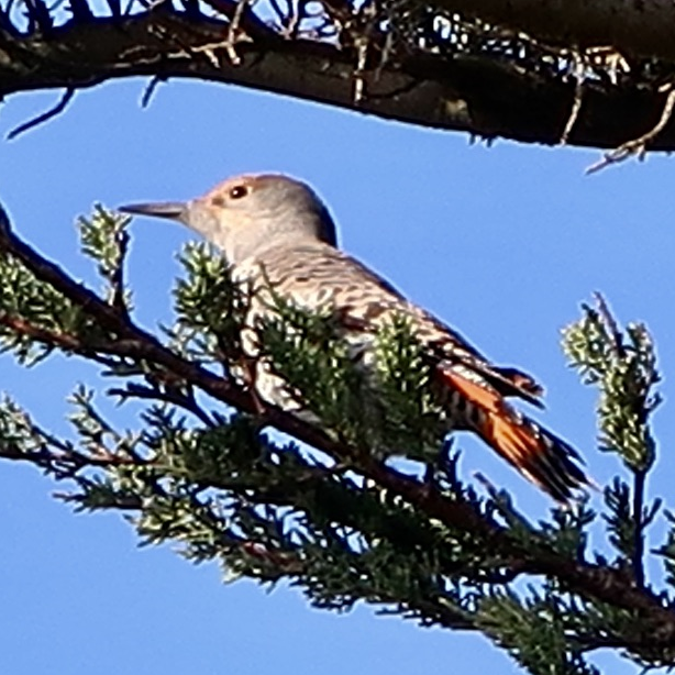 Northern Flicker