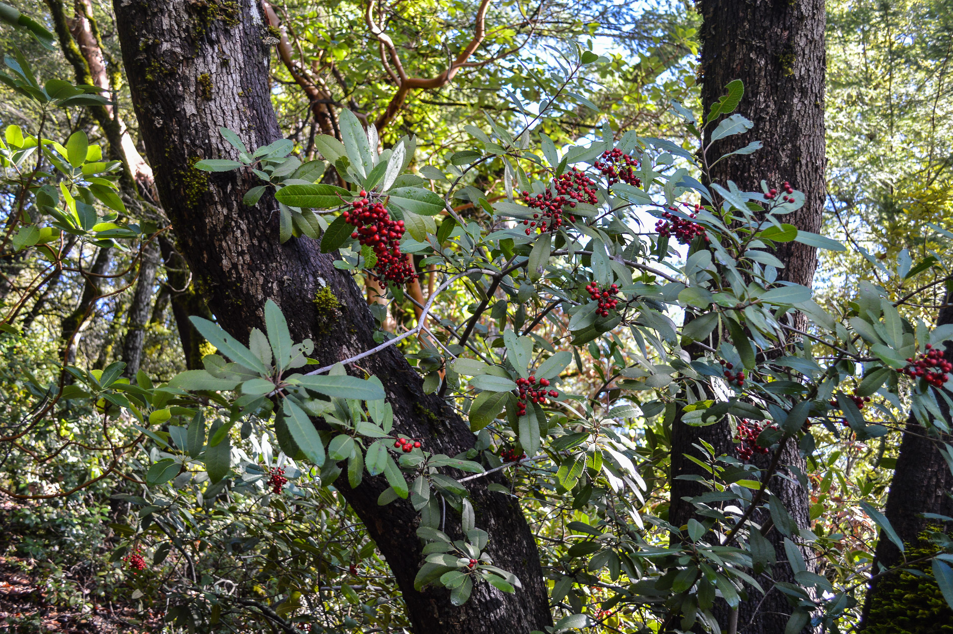 Madrone berries