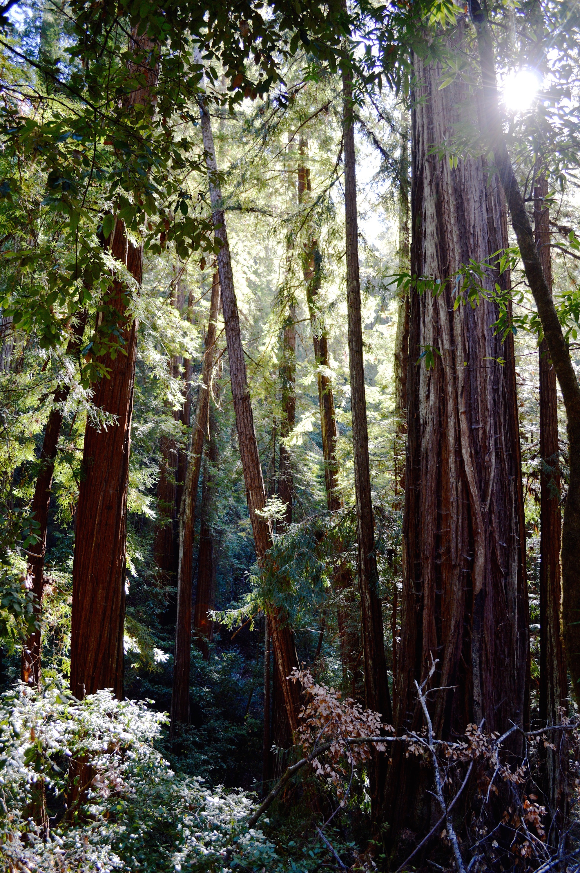 Redwoods in Portola Redwoods SP