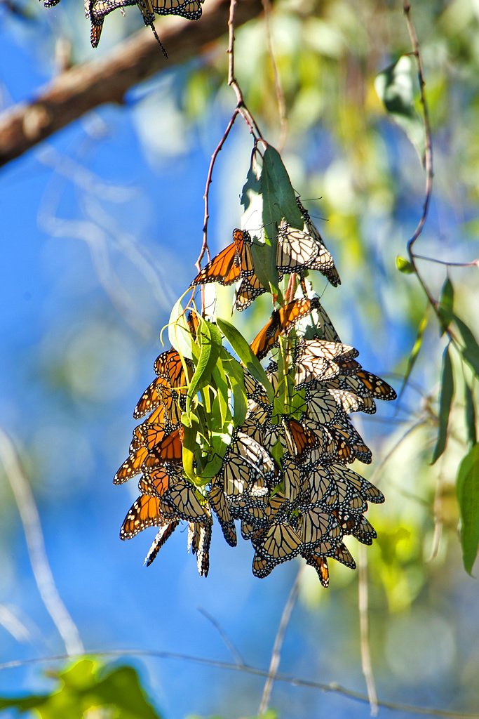 Monarch Butterflies on a branch